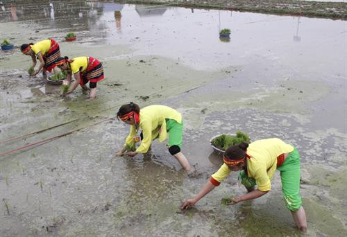 2018年戊戌春节下田节。（图片来源：越通社）