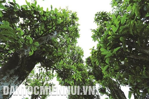 朵佐县山雪茶树能在恶劣气候天气生长，其具有独特的香味。