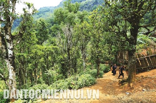 朵佐县以数百龄的数千株山雪茶树被茶叶研究院评为全国和奠边省山雪茶树密度最大的省份。