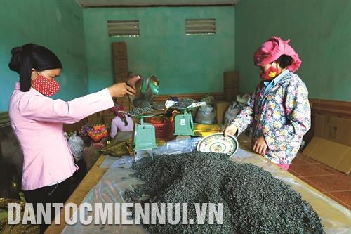 为了确保县内同胞们的权益，朵佐县已兴建茶叶加工厂，为每公斤新鲜茶尖提供3千越盾价格补贴。