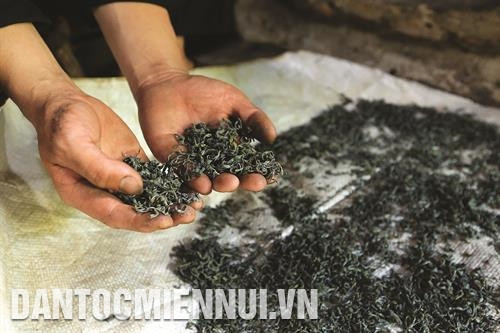 蒙族人在培养山雪茶树种没有使用任何农药，因此该县山雪茶质量保证和对健康安全。