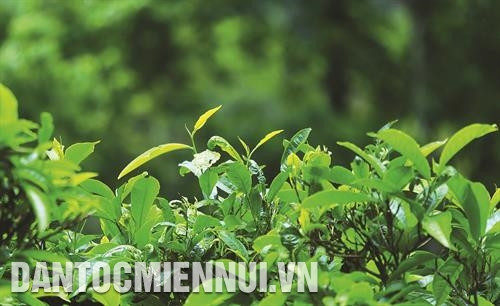 到采摘期的绿嫩茶尖。