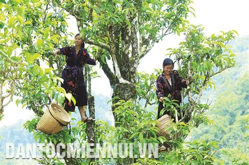 蒙族人于3至10月期间采摘山雪茶叶。