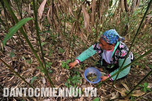 砂仁以容易种植、出售价格较高、产品销售稳定等特点已成为帮助奠边省巡教县锁情乡蒙族同胞脱贫的药材植物。记者 潘俊英 摄 因砂仁带来较高收入，锁情许多蒙族同胞家庭已脱贫，走上致富之路。记者 潘俊英 摄