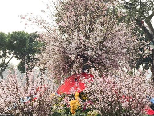 在河内黎太祖广场摆放的日本樱花。图自因特网