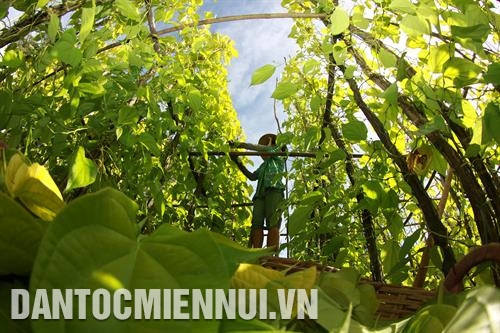 渭水县永忠乡第五村高棉族同胞宽敞和坚固的房屋越来越多。记者 维姜 摄 渭水县为多户高棉族同胞进行职业技能培训与创造就业相结合。记者 维姜 摄 渭水县关注发展高棉族同胞地区高校生产模式。记者 维姜 摄