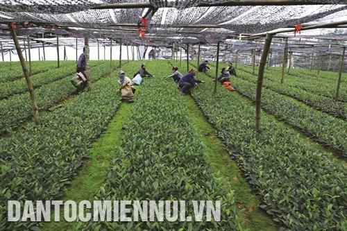 富达农产品合作社向同胞提供茶树苗。记者 安成 摄