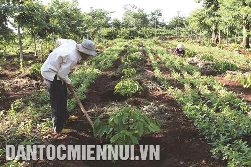 西原地区对咖啡种植面积进行规划 有效适应气候变化 ảnh 1