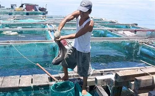 李山岛军曹鱼养殖模式。图自互联网