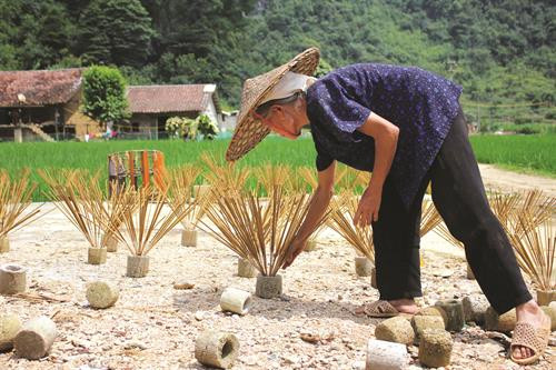 侬族的制香行业 ảnh 3