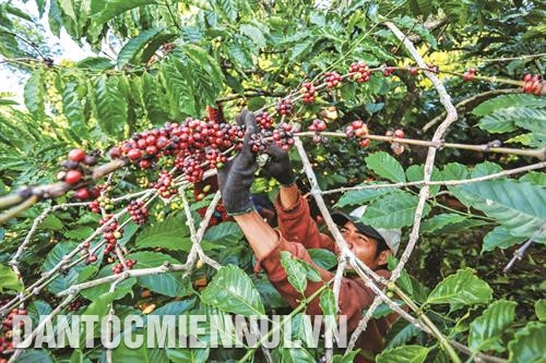 凭借有机模式的咖啡种植模式，嘉莱省各少数民族同胞已生产处好吃和安全的咖啡产品。记者 红叠 摄
