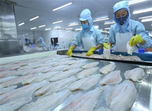 越南查鱼出口 图自越通社