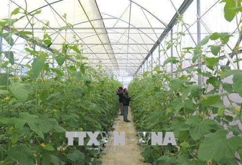 广治省海陵县农民在温室大棚种植黄瓜。（图片来源：越通社）