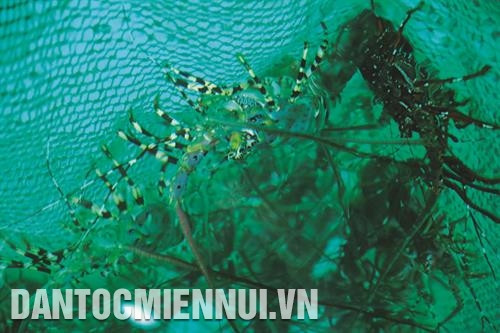 小龙虾养12至15个月后可以售卖，此时龙虾重量可达1至1.5公斤。