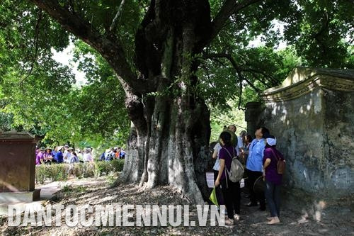 游客能亲眼看到福积古村拥有500多年的遗产书柿子树。记者 胡求 摄 游客能亲眼看到福积古村拥有500多年的遗产书柿子树。记者 胡求 摄