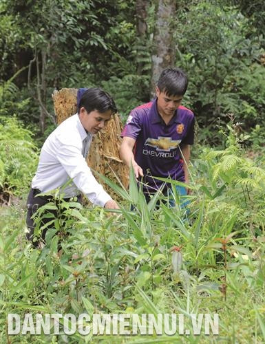 赤希乡干部乡村民克劳孝介绍巴戟天和党参种植技术。克劳孝巴戟天种植面积为2.5公顷。巴戟天成为当地土特产，发展潜力巨大，为西江县戈都族同胞带来稳定收入。记者 南霜 摄
