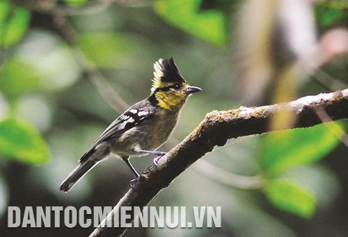 在塔董自然保护区生活的黄颊山雀。 在塔董自然保护区生活的黄颊山雀。