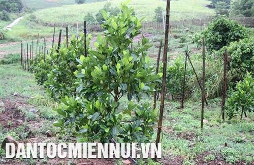 亚嘎县亚索乡5号村近一年龄的菠萝蜜树园。记者 范强 摄