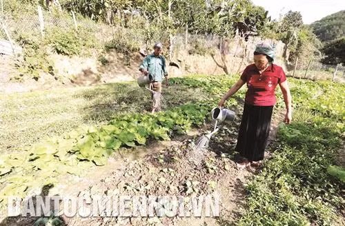 住在占诺乡的傣族人家庭卢氏蝉已贷款来种植蔬菜。记者 陈越 摄