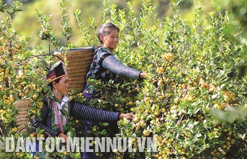 2019年，山罗省北安县杭注乡南龙村蒙族人黄氏春山楂收获面积为5公顷，收获产量达12吨，收入超过1.1亿越盾。图：光决