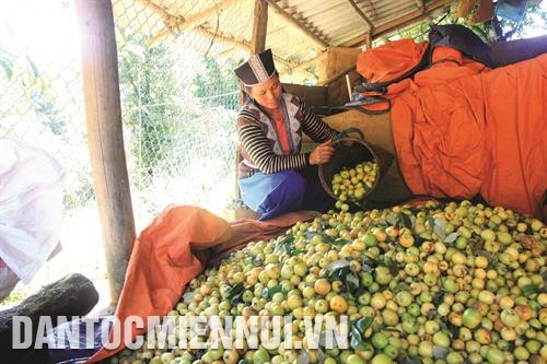 住在北安省杭注乡南龙村的一农户正在收获山楂。图：光决