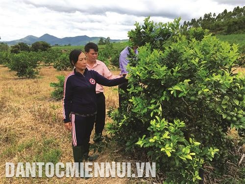 嘉莱省主张把低效益的经济作物转为i种植果树。记者 红 叠 摄