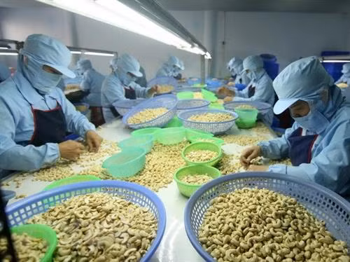 腰果加工环节 图自越通社 腰果加工环节 图自越通社