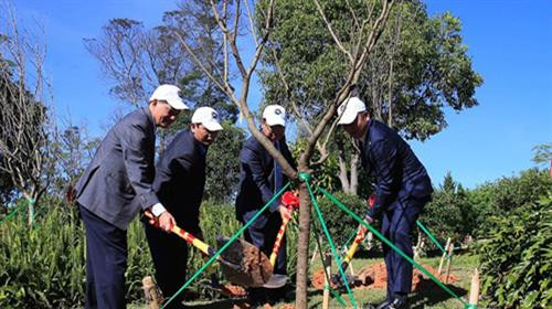 125棵日本樱花树在林同省大叻市植下。图自越通社