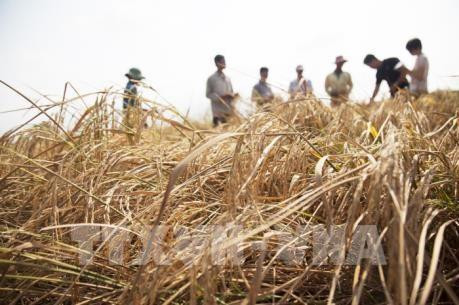 附图。图自越通社