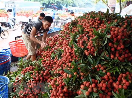 北江荔枝。图自越通社