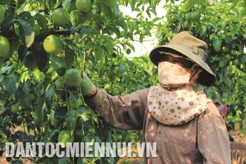 凭借适合的土壤和气候，嘉义镇外围农户加大种植具有高经济收入的果树，如榴莲、百香果等。