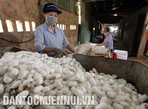 洛阳 镇郎比昂野生草莓优先公司工人收获黑覆盆子。记者 周国雄 摄 移灵县丁乐乡新富二号村黎六养蚕厂已扩大厂房,收购地区内数十户家庭的产品。记者 国雄 摄 洛阳 镇郎比昂野生草莓优先公司工人收获黑覆盆子。记者 周国雄 摄 移灵县丁乐乡新富二号村黎六养蚕厂已扩大厂房,收购地区内数十户家庭的产品。记者 国雄 摄