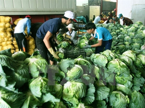 附图(图片来源:越通社) 附图(图片来源:越通社)