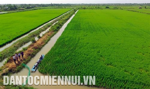 有机水稻种植与虾类养殖相结合的高效模式为改善太平县新禄北乡1号村农民生活水平作出贡献。记者 福青 摄