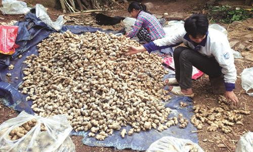 陆区高原土壤条件十分适宜种植白黄皮姜 对白黄皮姜进行分类