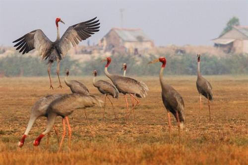 越南鸟栖国家公园仅剩11只赤颈鹤。(图片来源于网络) 越南鸟栖国家公园仅剩11只赤颈鹤。(图片来源于网络)