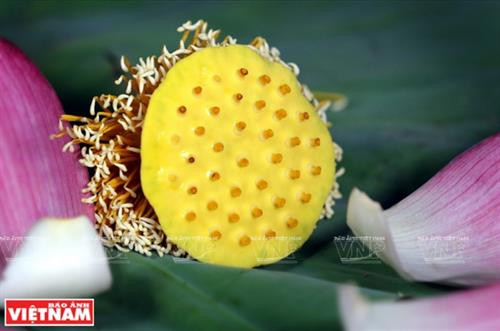 莲子可烹饪成许多美食。（图片来源：越南画报）