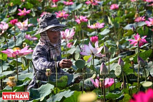 每年8月是收获莲蓬的季节。（图片来源：越南画报）