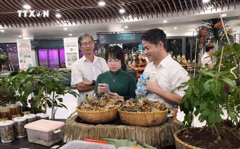 玉灵参及其产品展示区。图自越通社