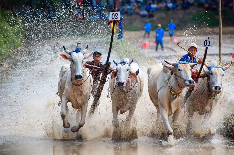 罗寺赛牛节是七山地区高棉族同胞的特色文化。