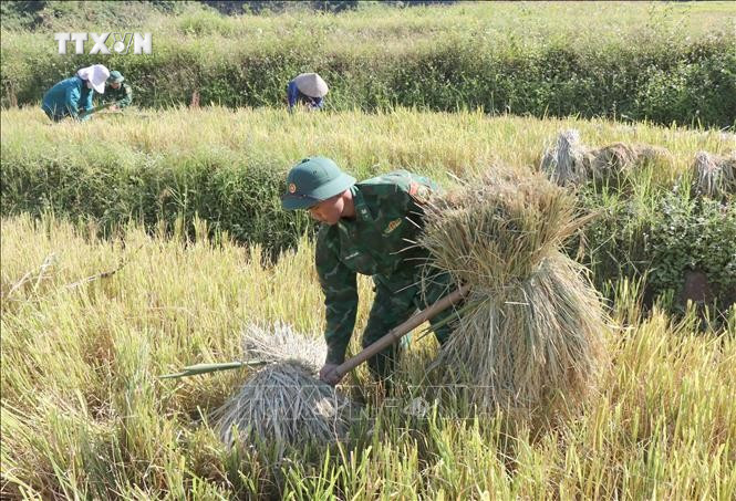 边防部队协助群众抢收水稻。图自越通社