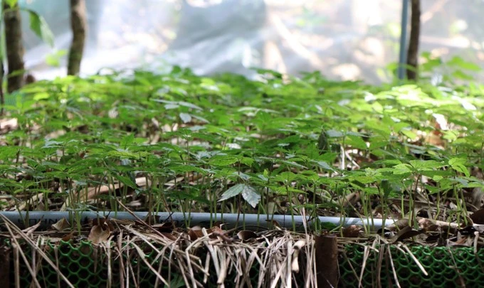 资料图：玉灵参被视为珍贵药材，是帮助色当族人脱贫致富的重要作物，目前在昆嵩省的苗圃中种植。图自越通社