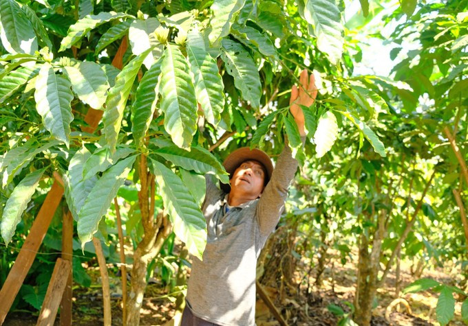 克芬（K’Phân） 先生是当地经济发展的先锋模范。