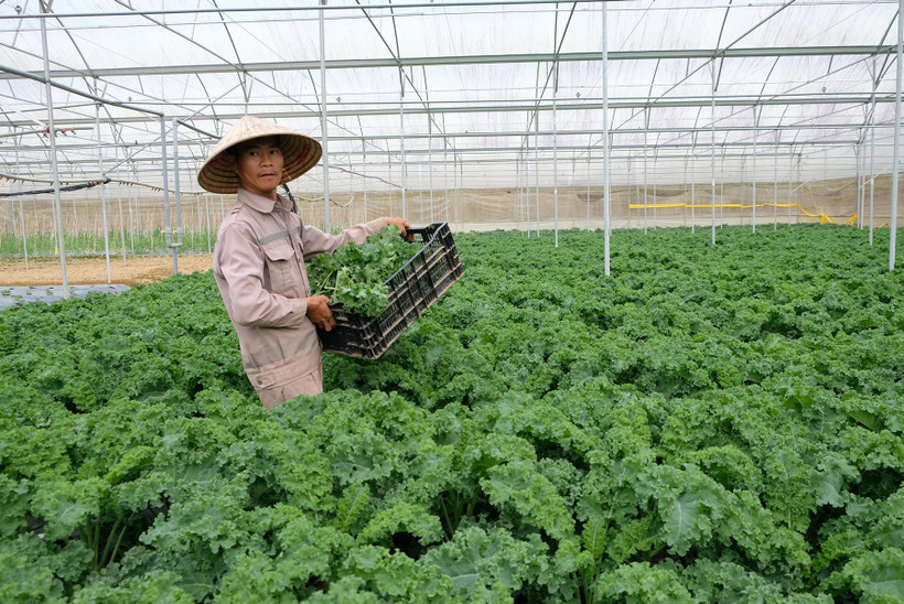 工人们正在采摘蔬菜，提供给林同省单阳县的蔬菜工厂