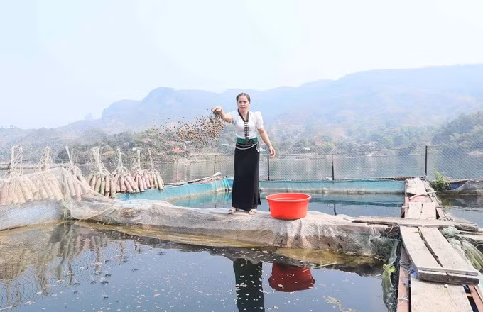 山罗省巴麻坡轻乡（现芒敦乡）框村（Khoang）妇女分会主任梁氏寸女士（泰族）照料鱼苗