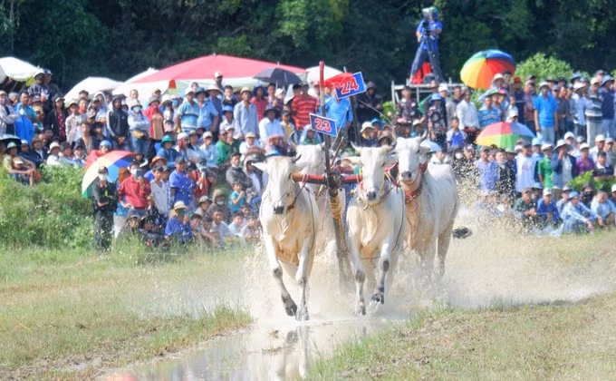 第30届安江电视台杯七山赛牛节于2025年9月20日在知尊乡（Tri Tôn）举行。
