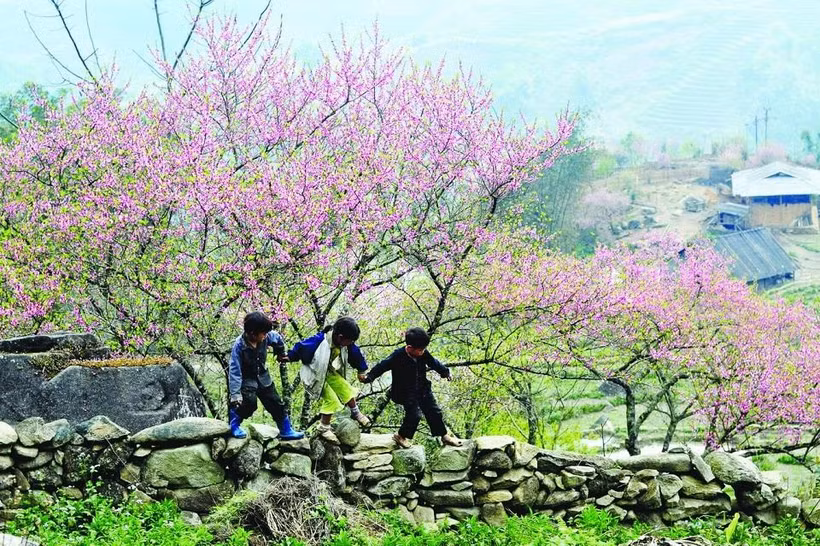 木州桃花谷迎来盛开期 花姿烂漫惹人醉