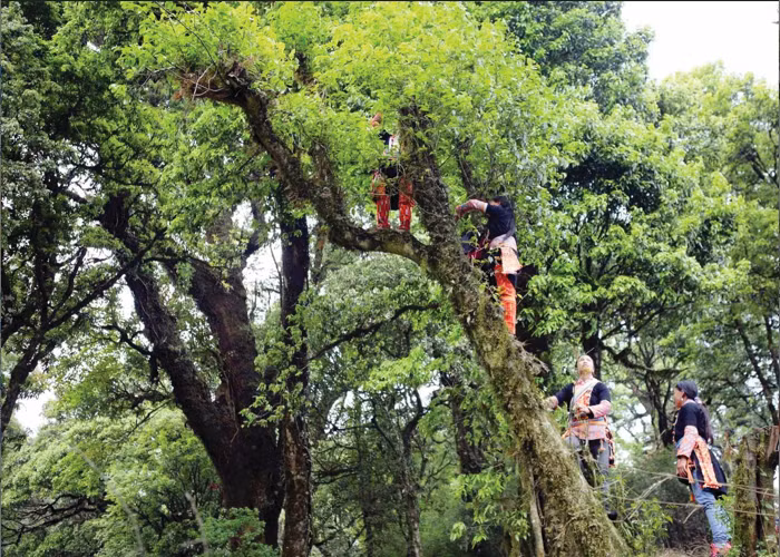 在黄连山山脉海拔1800米以上的位置生长着数十年树龄的古茶树。