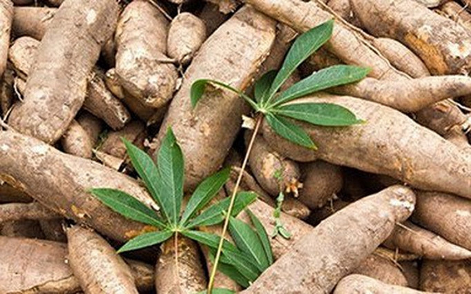 印尼每年可出口到欧盟16.5万吨木薯