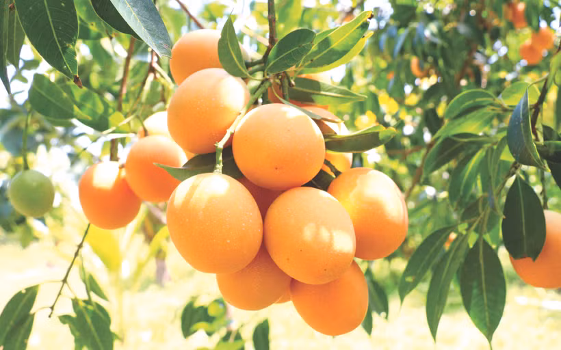 永隆省平明市枇杷芒种植面积约27公顷